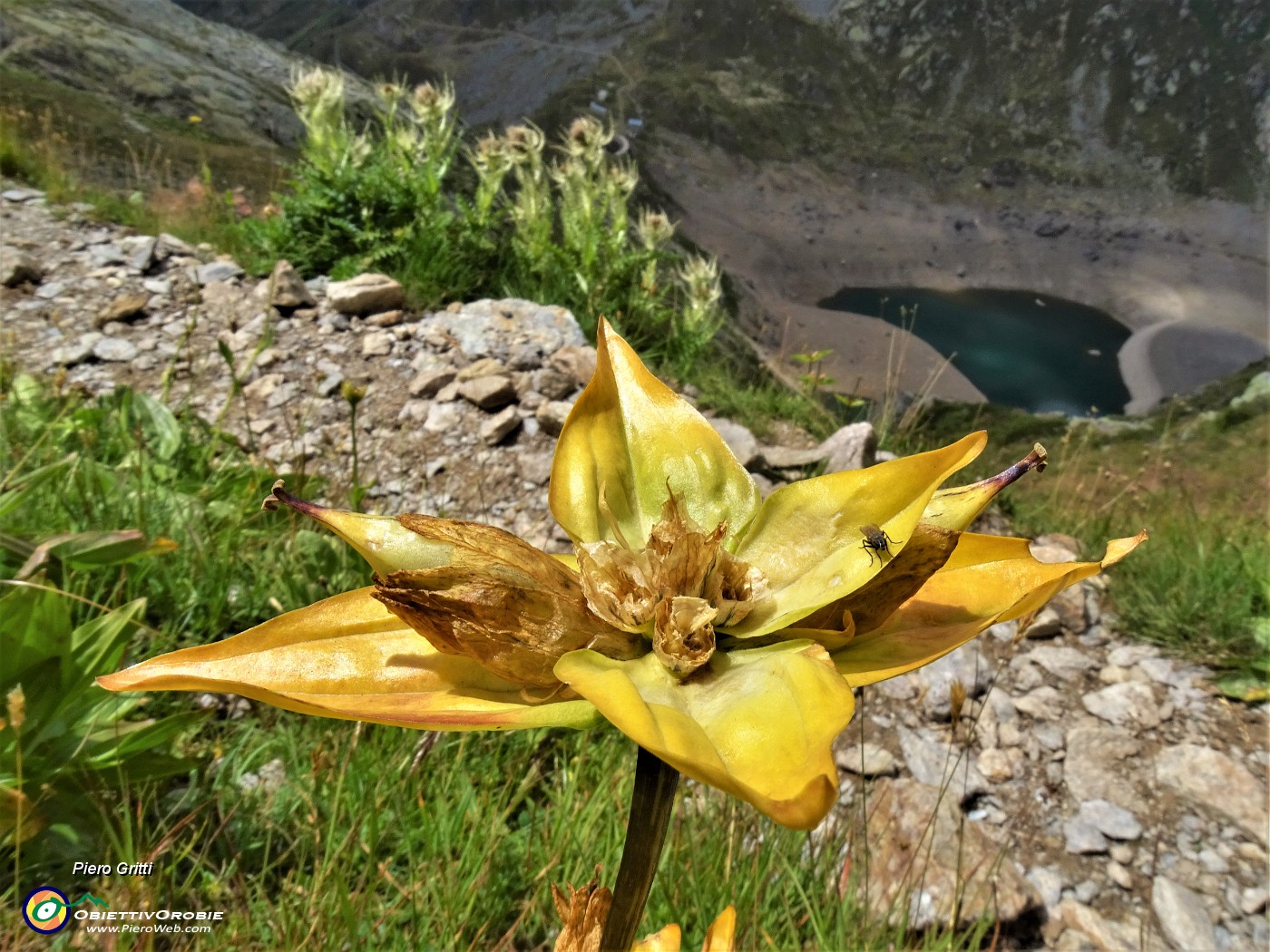 66 Gentiana punctata (Genziana punteggiata) in avanzato stato di fioritura.JPG